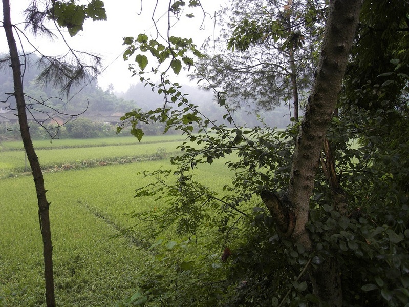 Overview of the confluence (along path at center).