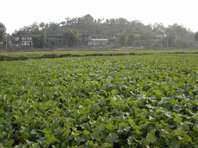 Looking south from the CP across a field of lotus root to a small village