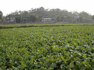 #1: Looking south from the CP across a field of lotus root to a small village