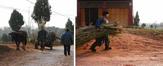 #4: The unsung heros and backbone of China, hard at work in the countryside