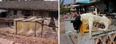 #6: Mom and Pop Noodle Factory drying noodles along the road - De-boned dog waiting for a hungry customer