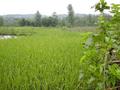 #2: View looking north from the confluence point