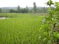 #2: View looking north from the confluence point