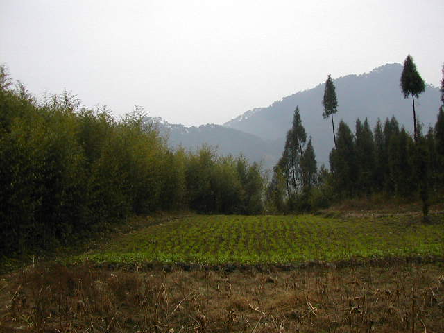 Nearby the Confluence Point ourside the bamboo grove facing South