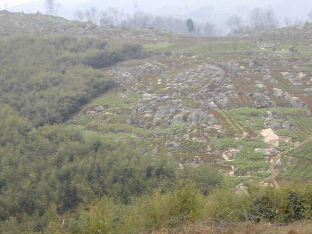 Nearby the Confluence Point ourside the bamboo grove facing North