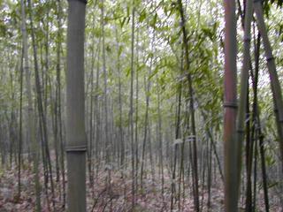 #1: Confluence Point in a Bamboo Grove facing West