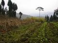 #2: Nearby the Confluence Point ourside the bamboo grove facing East