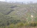 #4: Nearby the Confluence Point ourside the bamboo grove facing North