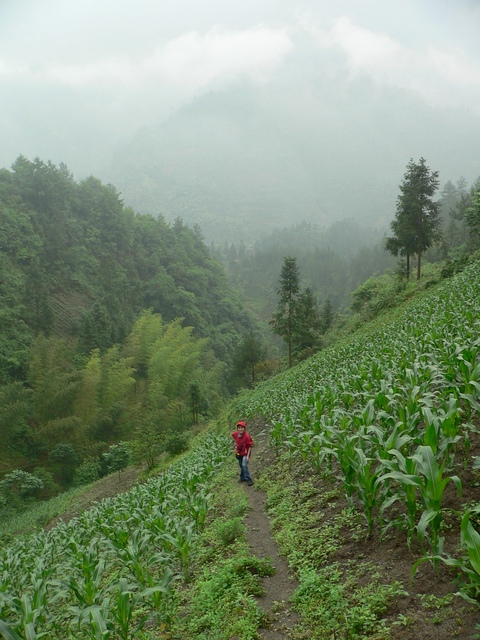 Ah Feng climbs up through a corn field on a steep slope, a few dozen metres below the confluence.