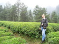 #5: We wound our way along little paths through tea plantations.