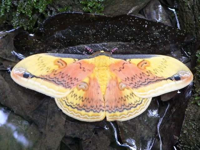 Large, brightly coloured moth.
