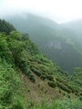 #3: Tea plantation on the hillside just below the beginning of the path.