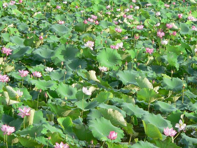 Lotus pond.