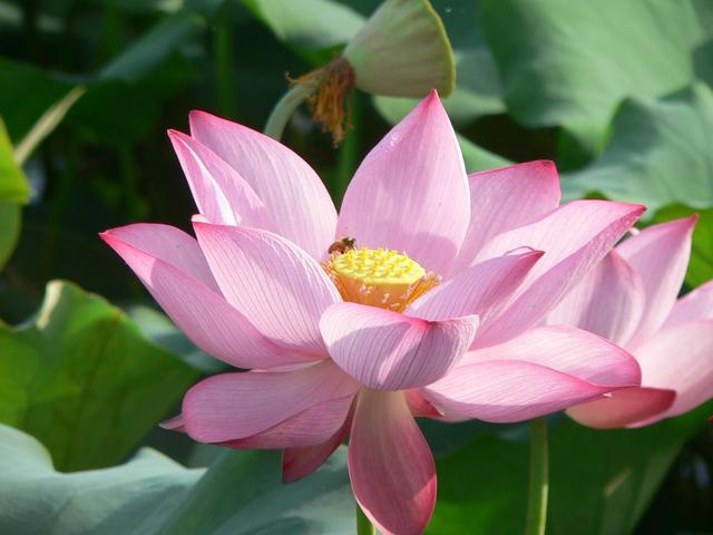 Beautiful lotus flower.