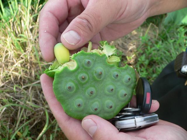 Lotus fruit and kernel. The kernel itself still requires peeling to get at the edible bit inside.