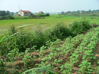 #1: Facing south, cotton and rice paddy.