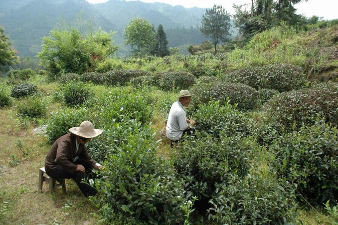 Tea picking by the confluence area