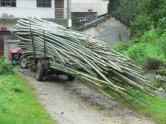 Transporting bamboo in Fengdengdui.