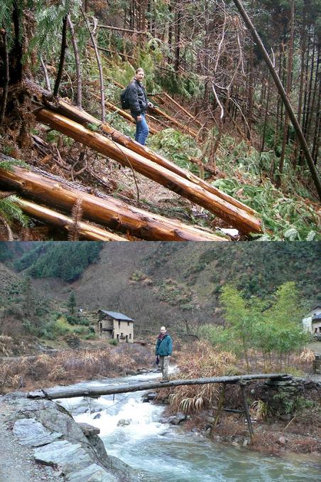 Targ amongst felled logs along the Shijing – Zipiyuan trail. Tim on a log bridge in Tianping.