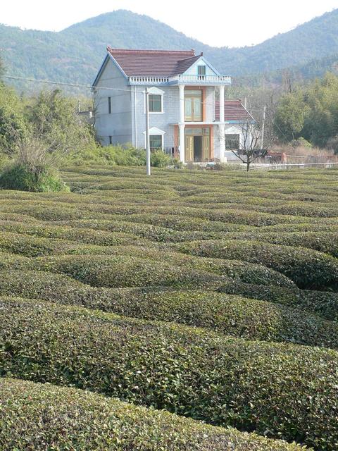 Tea plantation