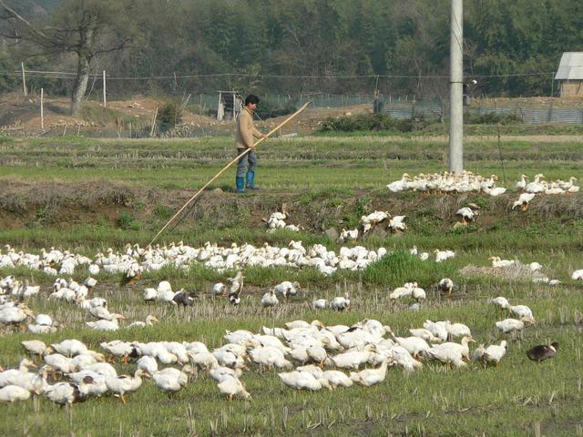 Duck farmer