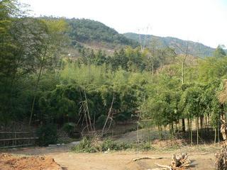 #1: General confluence area looking southwest from owners' house: confluence next to track running through bamboo grove, transmission tower on hill behind
