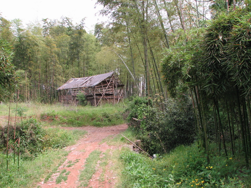 South facing: bamboo pavilion.