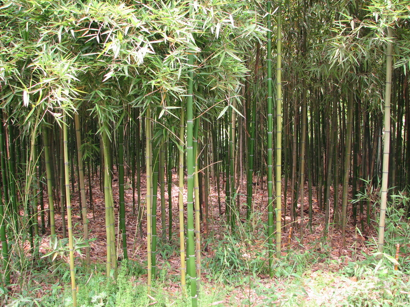 East Facing: bamboo.