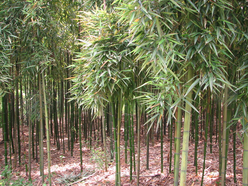 West facing: bamboo.