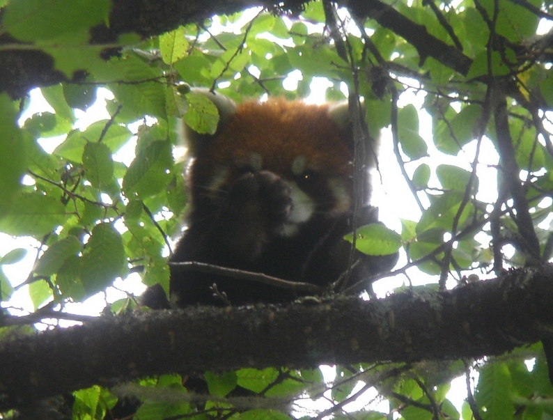 Red Panda