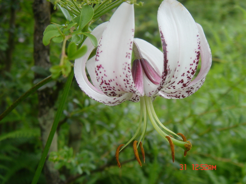 Another Flower near the Path