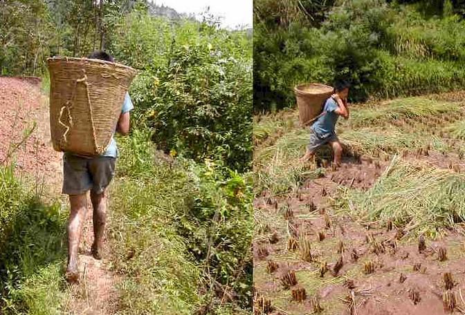 Harvesting rice