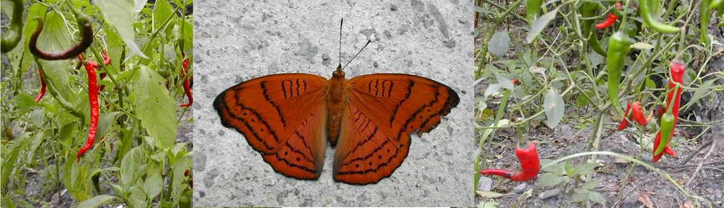 Sichuan Chili peppers and a butterfly