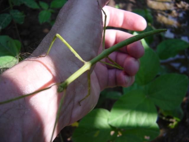 There were many stick insects amongst the corn