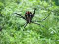 #3: And fearsome spiders too