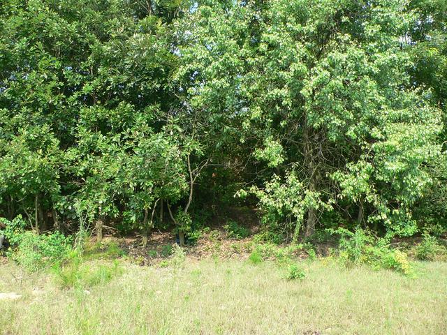 Looking east; confluence couple of metres inside forest.