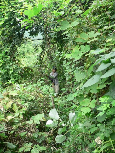Ah Feng struggles through near impenetrable vegetation on disused trail.