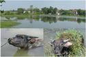 #7: North view across the pond with XONG JIA ZAI village & water buffalos