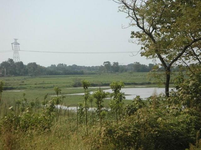 Looking North from the confluence point