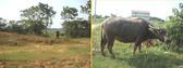 #8: Comparitive photo, and the 5 yuan laughing water buffalo picture