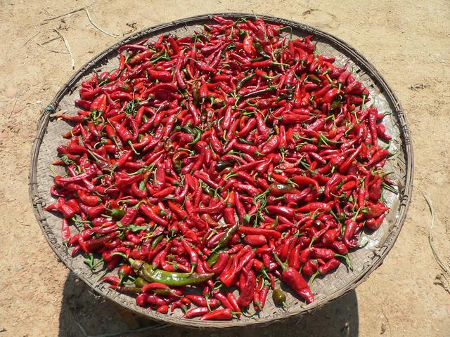 Chillies drying in sun.