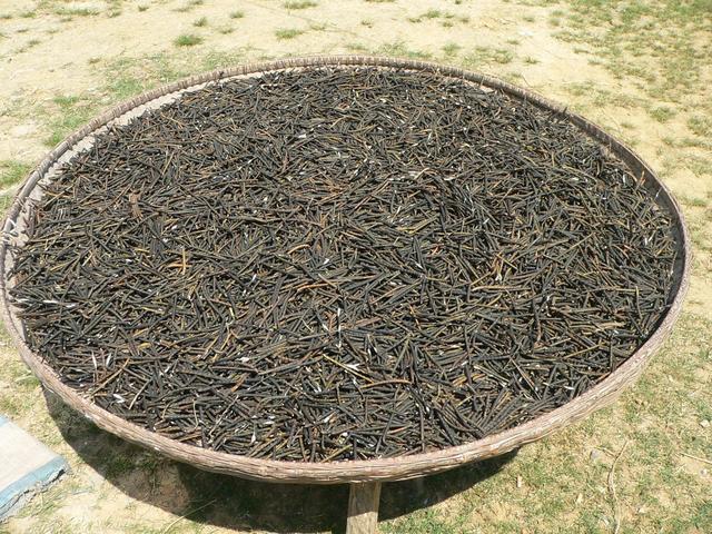 Mung beans drying in sun.