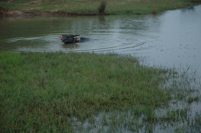 Water buffalo in a pond near the confluence point