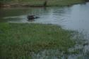 #8: Water buffalo in a pond near the confluence point