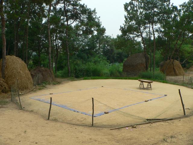 Rice drying in front of Mr Wang's house; confluence thicket behind haystacks on right.