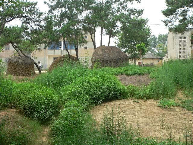 Looking west from just outside thicket, Jiangge Village.