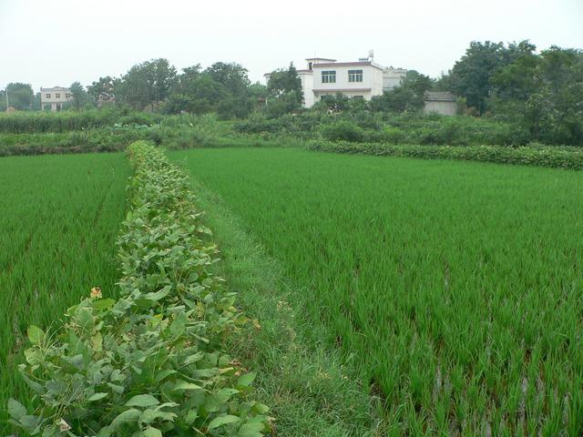 Approaching Jiangge Village from the south.