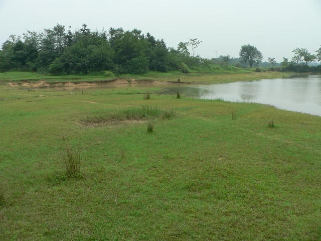 Looking east from just outside the thicket.