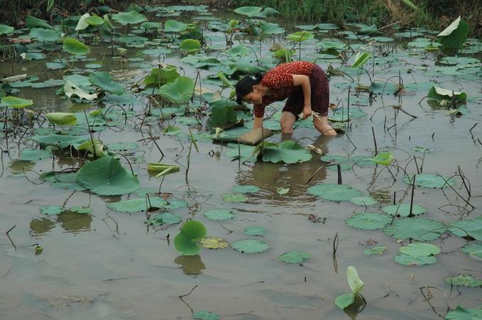 Harvesting young lotus roots