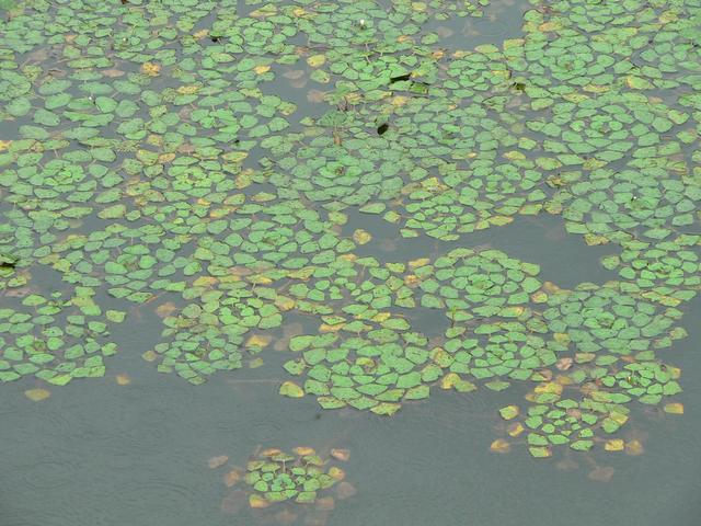 Duckweed in lake west of confluence.